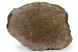 Polished Sauropod Vertebra Section (Gembone) - New Mexico #348864-1